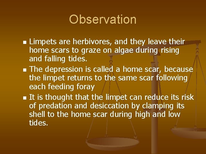 Observation Limpets are herbivores, and they leave their home scars to graze on algae