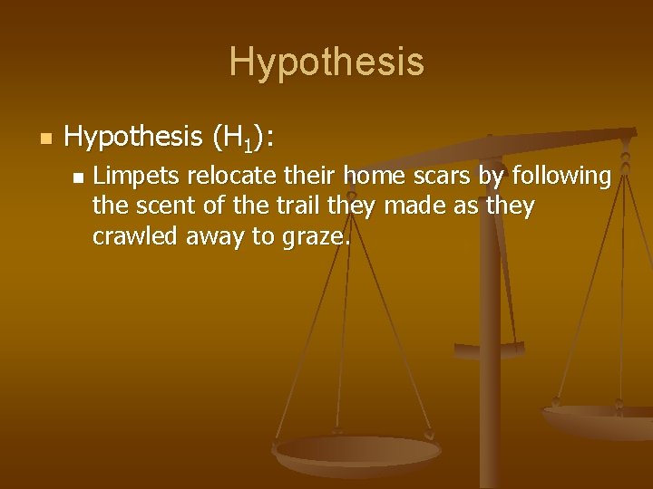 Hypothesis n Hypothesis (H 1): n Limpets relocate their home scars by following the