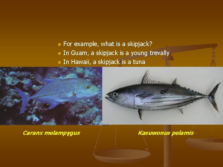 n n n For example, what is a skipjack? In Guam, a skipjack is