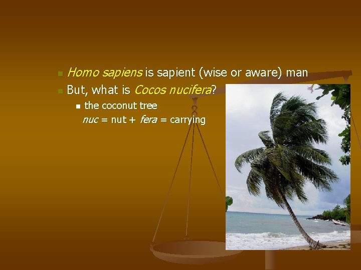 Homo sapiens is sapient (wise or aware) man n But, what is Cocos nucifera?