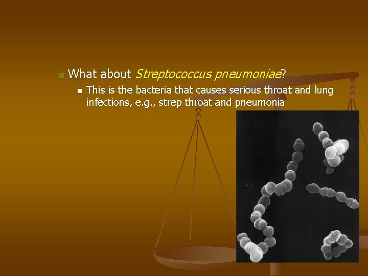 n What about Streptococcus pneumoniae? n This is the bacteria that causes serious throat