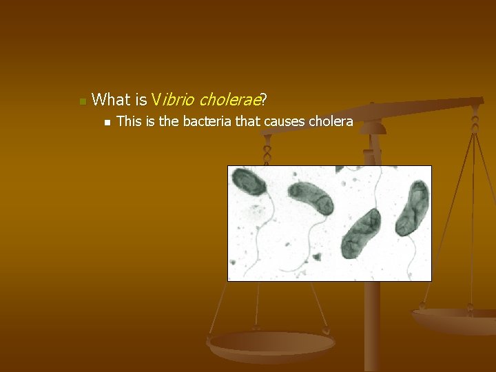 n What is Vibrio cholerae? n This is the bacteria that causes cholera 