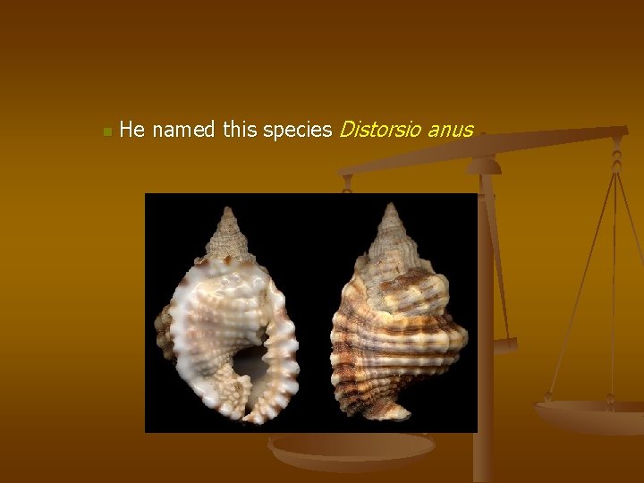 n He named this species Distorsio anus 