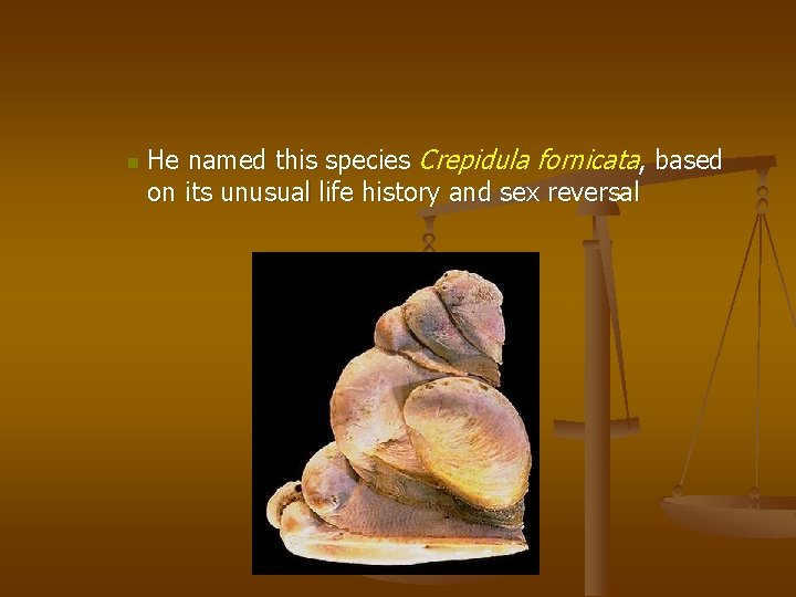 n He named this species Crepidula fornicata, based on its unusual life history and