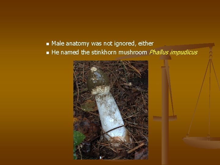 n n Male anatomy was not ignored, either He named the stinkhorn mushroom Phallus