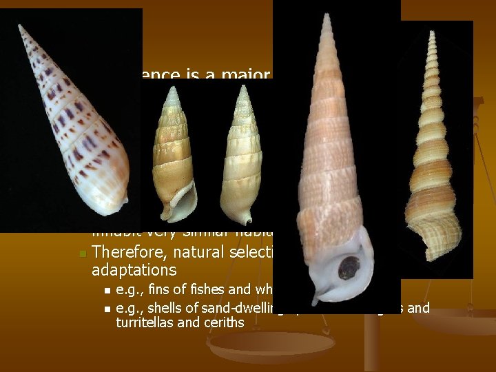 n Convergence is a major difficulty in constructing phylogeny Convergent evolution describes the similarity