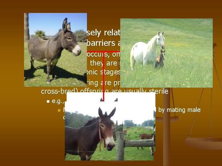 n Sometimes closely related species may overcome the barriers and attempt to mate If