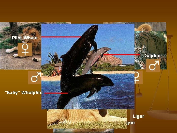 n Pilot Whale n e. g. , ligers and tigons are hybrid offspring of