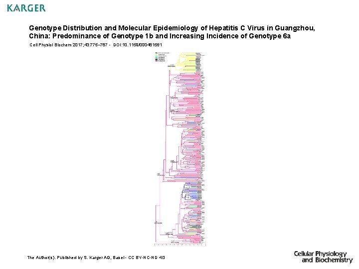 Genotype Distribution and Molecular Epidemiology of Hepatitis C