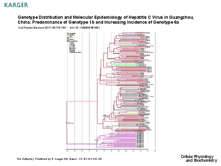 Genotype Distribution and Molecular Epidemiology of Hepatitis C