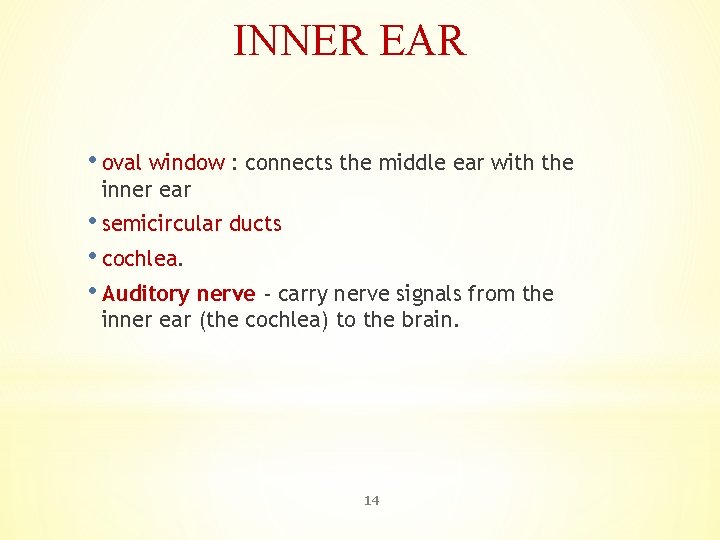 INNER EAR • oval window : connects the middle ear with the inner ear