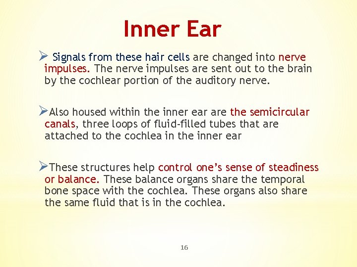 Inner Ear Ø Signals from these hair cells are changed into nerve impulses. The