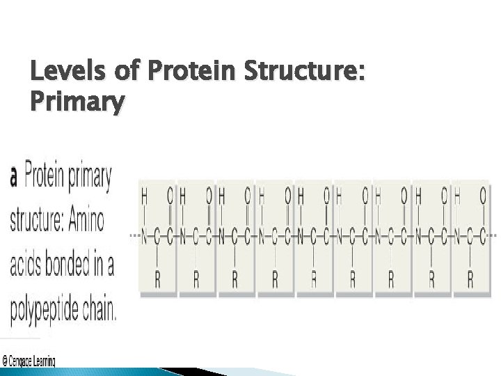 Levels of Protein Structure: Primary 