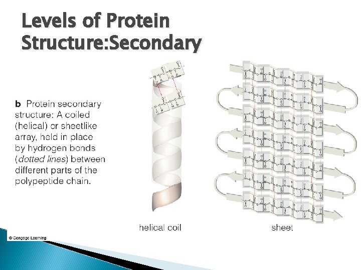 Levels of Protein Structure: Secondary 