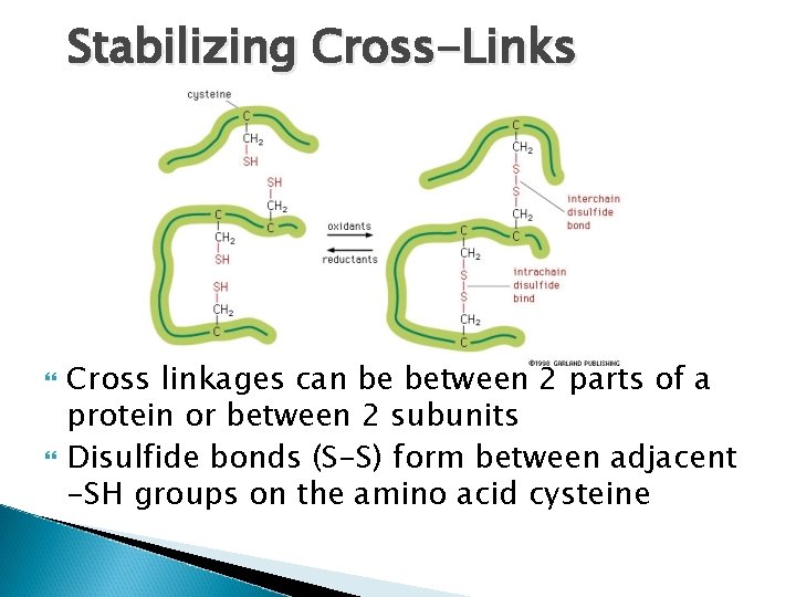 Stabilizing Cross-Links Cross linkages can be between 2 parts of a protein or between