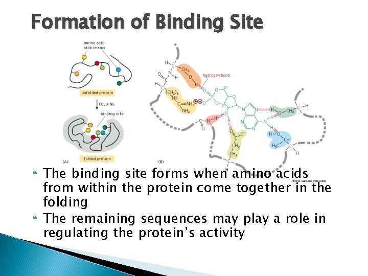 Formation of Binding Site The binding site forms when amino acids from within the