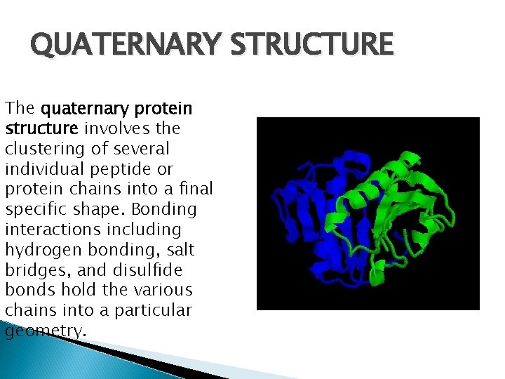 QUATERNARY STRUCTURE The quaternary protein structure involves the clustering of several individual peptide or