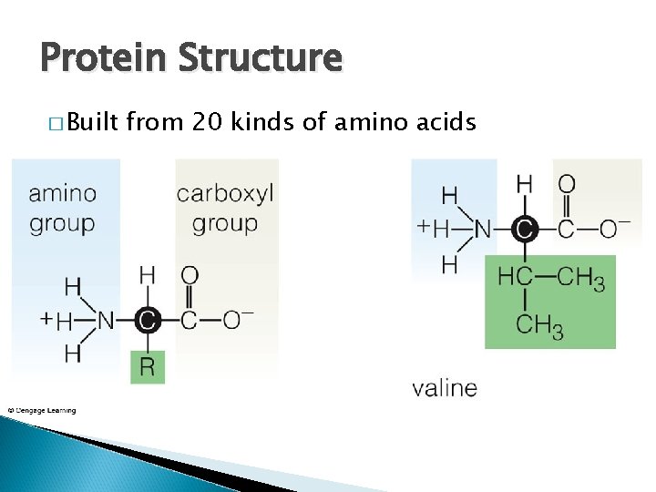 Protein Structure � Built from 20 kinds of amino acids 