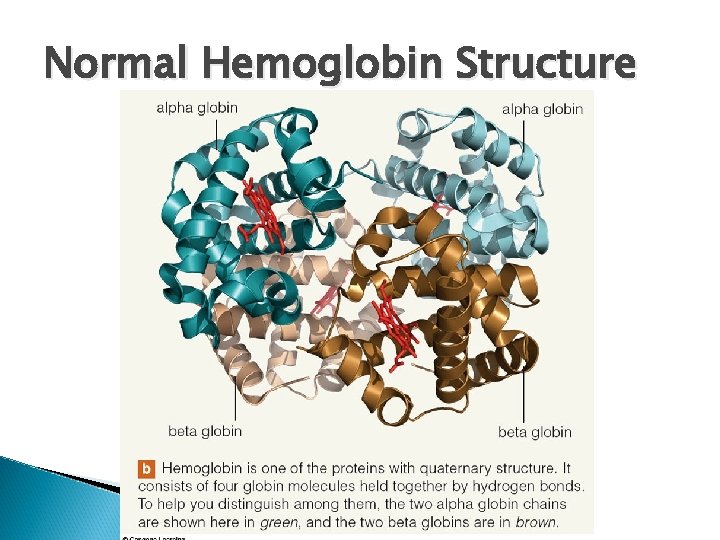 Normal Hemoglobin Structure 