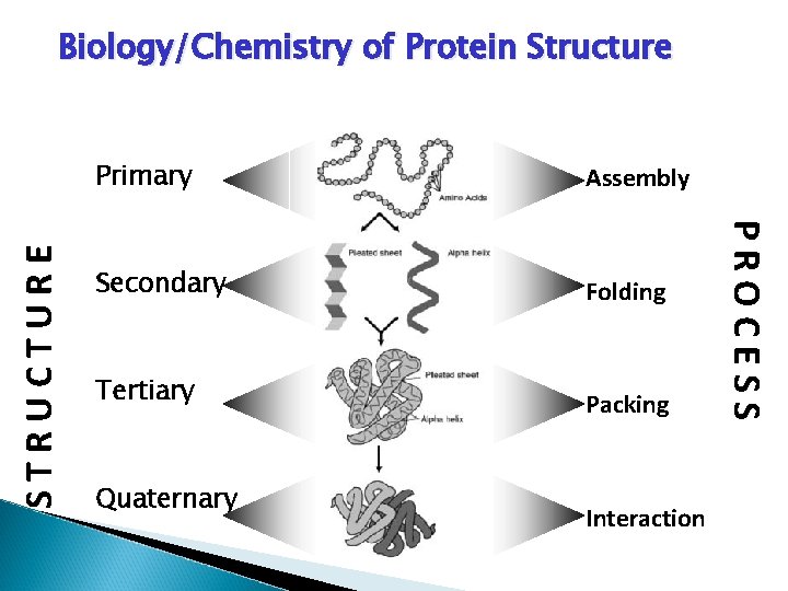 Primary Assembly Secondary Folding Tertiary Packing Quaternary Interaction PROCESS STRUCTURE Biology/Chemistry of Protein Structure