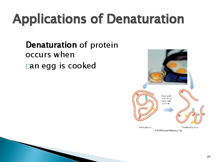 Applications of Denaturation of protein occurs when �an egg is cooked 37 