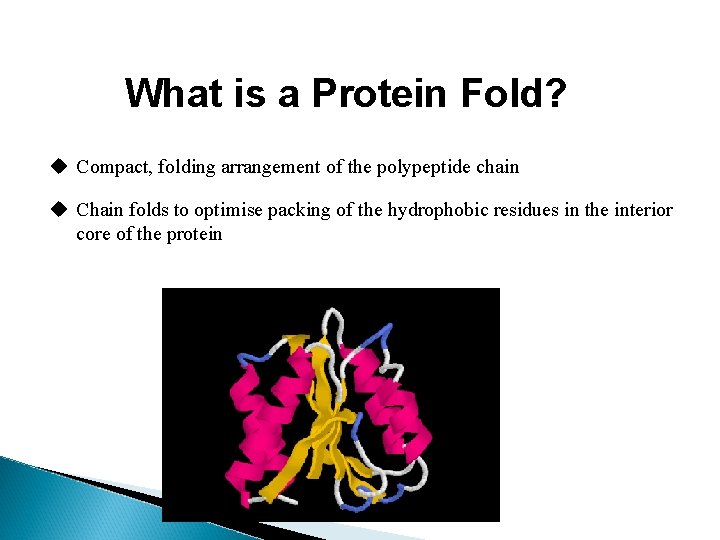 What is a Protein Fold? u Compact, folding arrangement of the polypeptide chain u