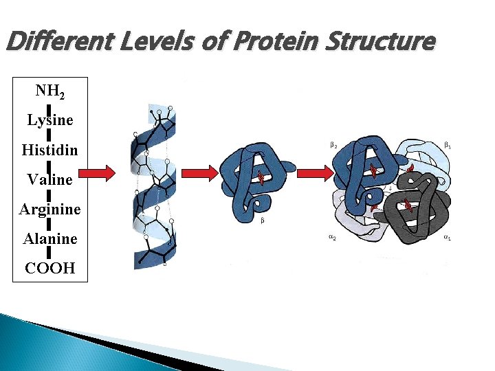 Different Levels of Protein Structure NH 2 Lysine Histidin Valine Arginine Alanine COOH 