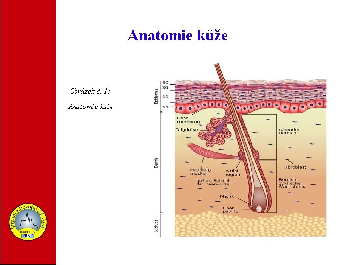 Anatomie kůže 0 brázek č. 1: Anatomie kůže 