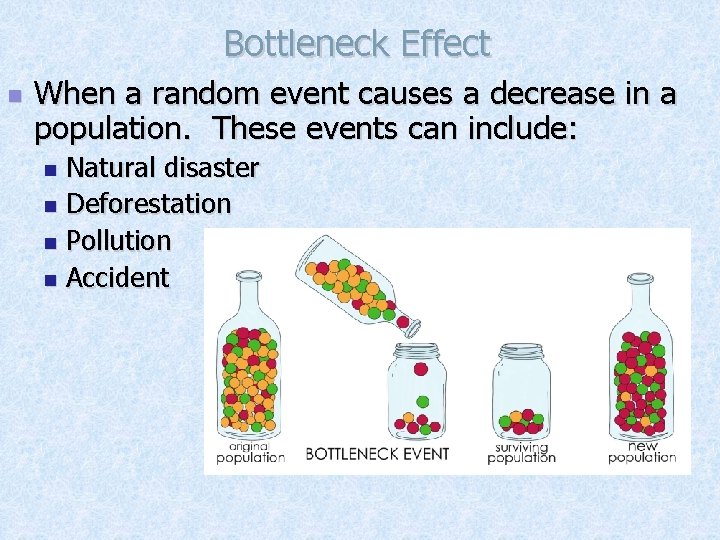 Bottleneck Effect n When a random event causes a decrease in a population. These