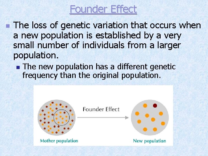Founder Effect n The loss of genetic variation that occurs when a new population