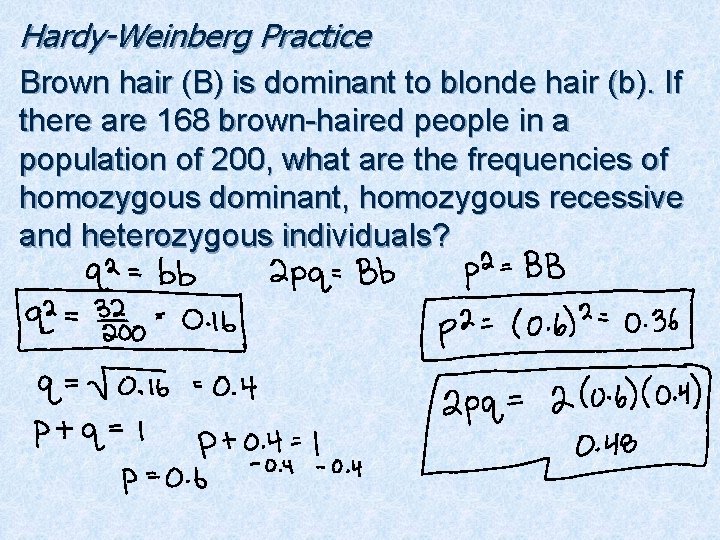 Hardy-Weinberg Practice Brown hair (B) is dominant to blonde hair (b). If there are