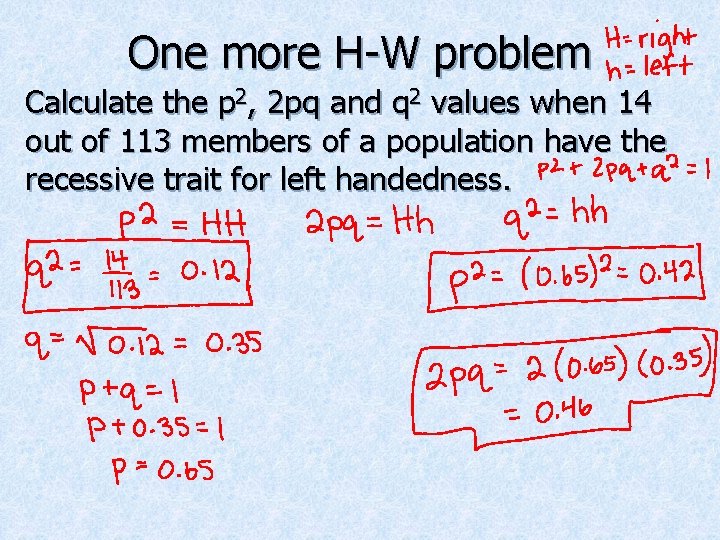 One more H-W problem Calculate the p 2, 2 pq and q 2 values