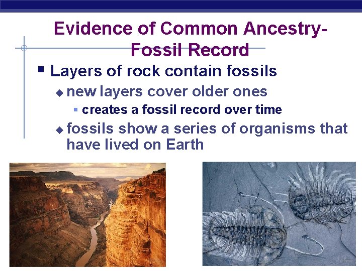 Evidence of Common Ancestry. Fossil Record § Layers of rock contain fossils u new