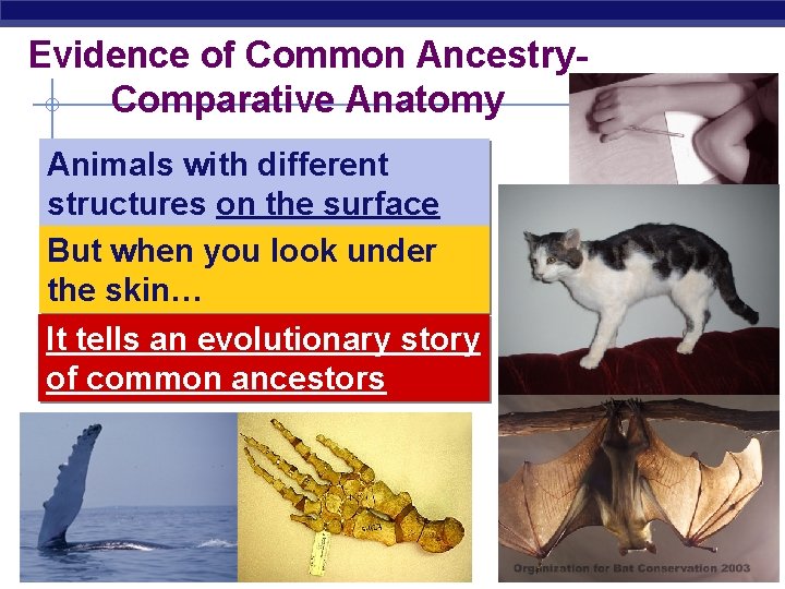 Evidence of Common Ancestry. Comparative Anatomy Animals with different structures on the surface But