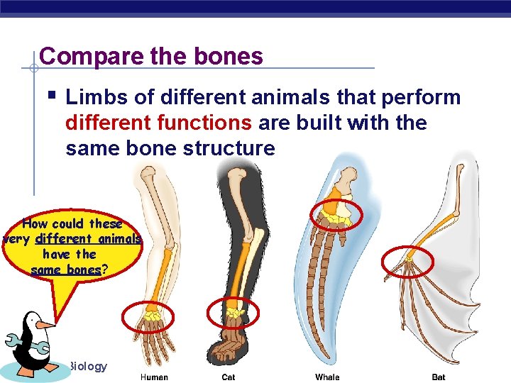 Compare the bones § Limbs of different animals that perform different functions are built