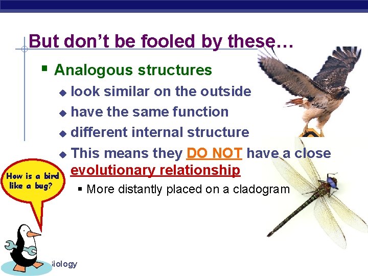 But don’t be fooled by these… § Analogous structures look similar on the outside