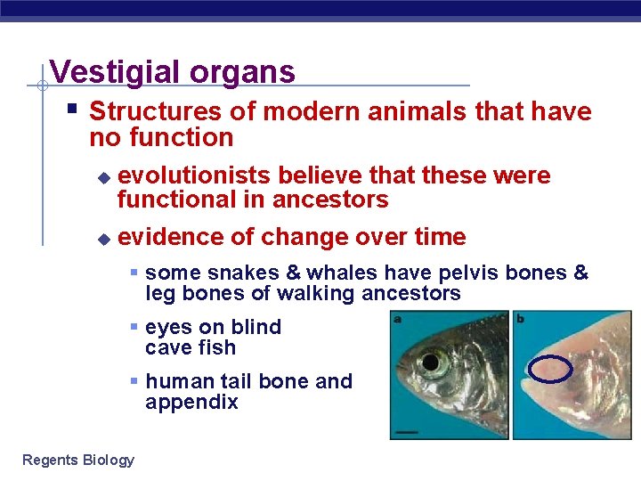 Vestigial organs § Structures of modern animals that have no function evolutionists believe that