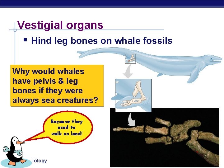 Vestigial organs § Hind leg bones on whale fossils Why would whales have pelvis