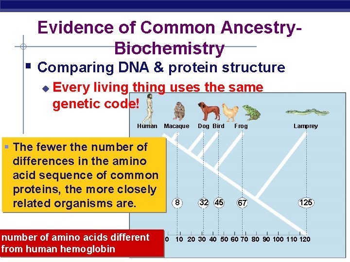Evidence of Common Ancestry. Biochemistry § Comparing DNA & protein structure u Every living