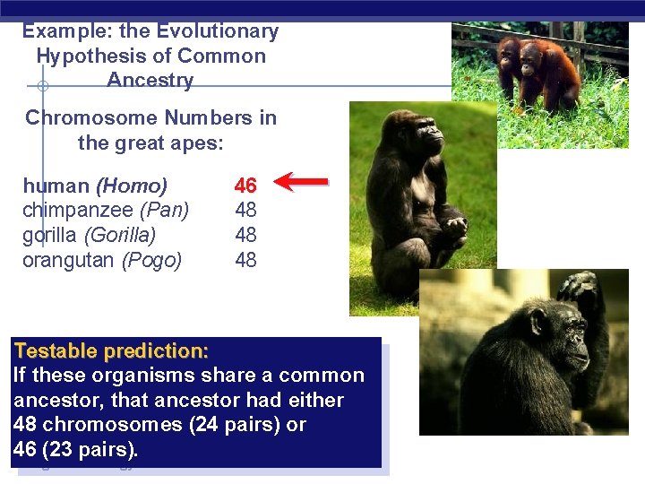 Example: the Evolutionary Hypothesis of Common Ancestry Chromosome Numbers in the great apes: human
