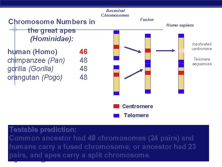 Ancestral Chromosomes Chromosome Numbers in the great apes (Hominidae): human (Homo) chimpanzee (Pan) gorilla