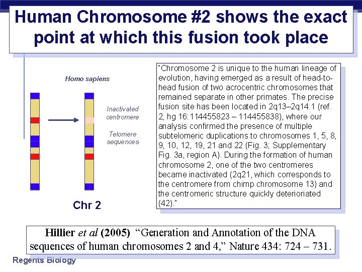 Human Chromosome #2 shows the exact point at which this fusion took place Homo
