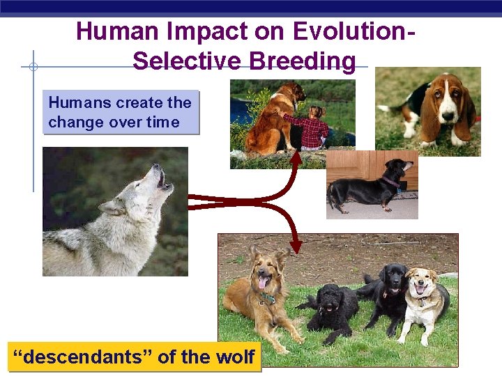 Human Impact on Evolution. Selective Breeding Humans create the change over time Regents Biology