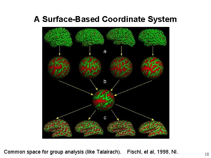 A Surface-Based Coordinate System Common space for group analysis (like Talairach). Fischl, et al,