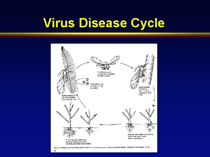 Virus Disease Cycle 