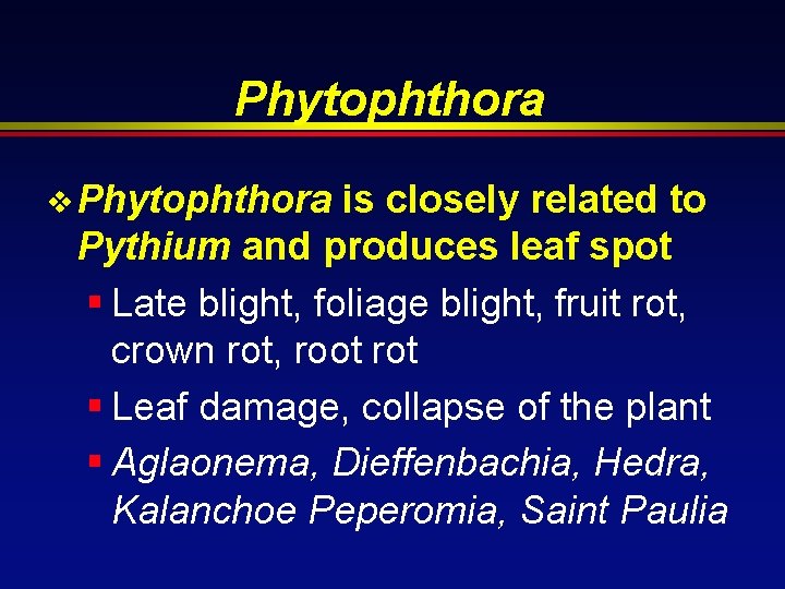Phytophthora v Phytophthora is closely related to Pythium and produces leaf spot § Late