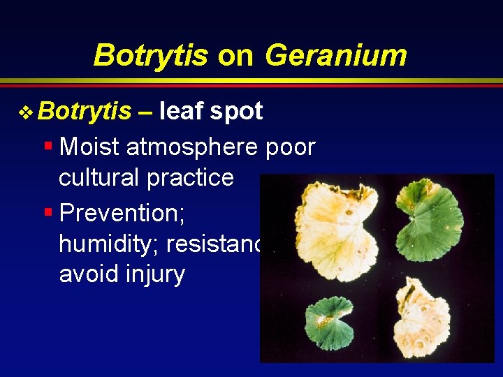 Botrytis on Geranium v Botrytis – leaf spot § Moist atmosphere poor cultural practice