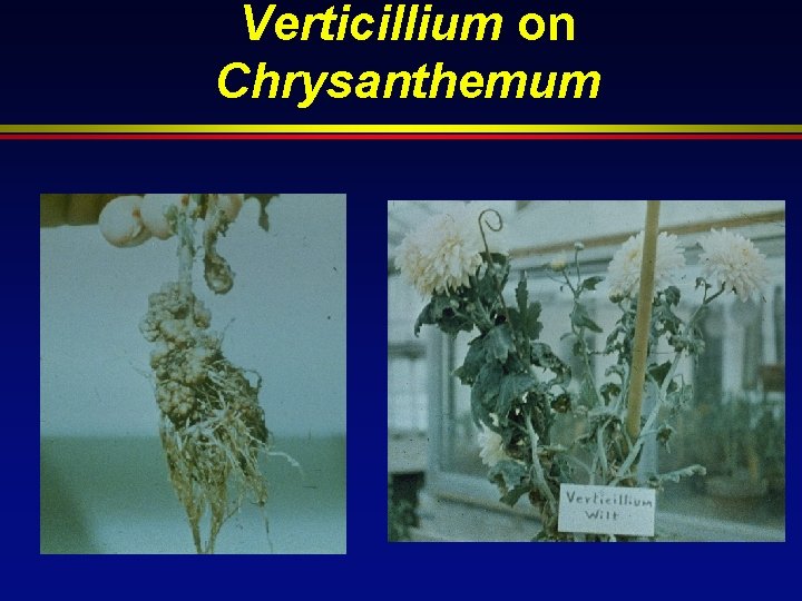 Verticillium on Chrysanthemum 