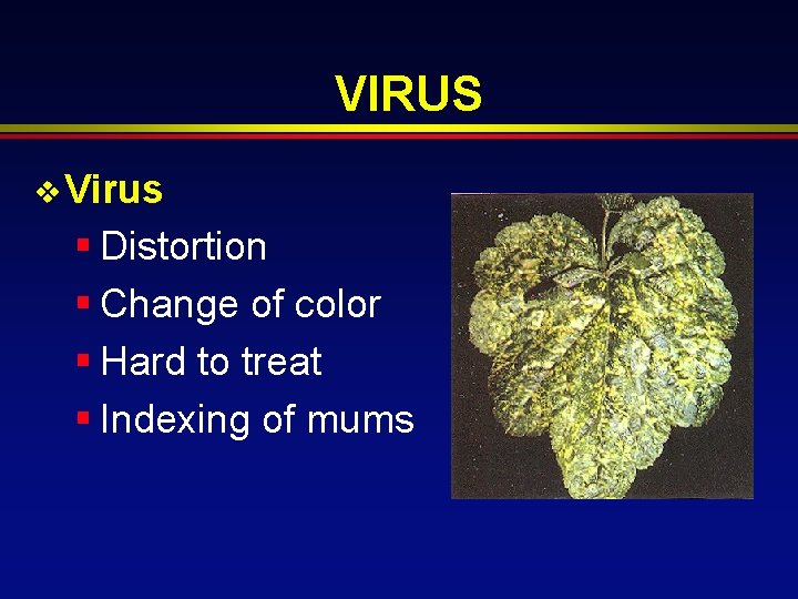 VIRUS v Virus § Distortion § Change of color § Hard to treat §