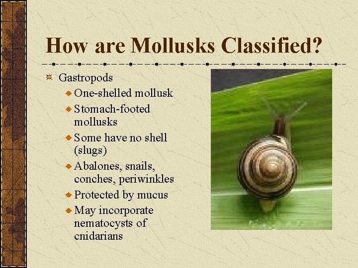 How are Mollusks Classified? Gastropods One-shelled mollusk Stomach-footed mollusks Some have no shell (slugs)